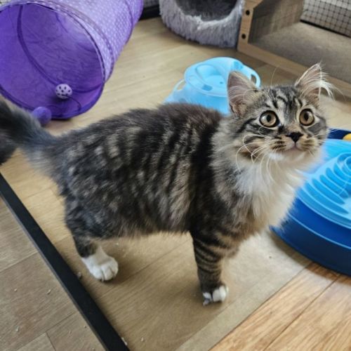 Ivy - Domestic Medium Hair (DMH) Cat