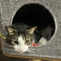 Photo of Humphrey ** 2nd Chance Cat Rescue **