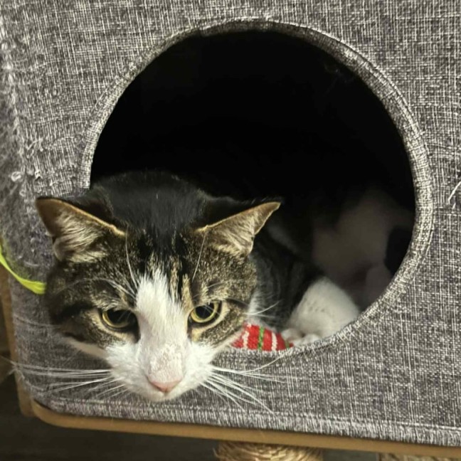 Photo of Humphrey ** 2nd Chance Cat Rescue **