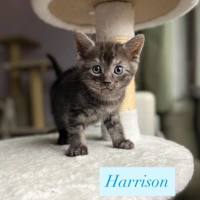 Photo of Harrison