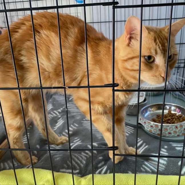 Photo of Loki ** 2nd Chance Cat Rescue**