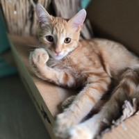 Photo of Rusty