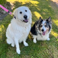 Photo of Luna *9 Lives Project Rescue*