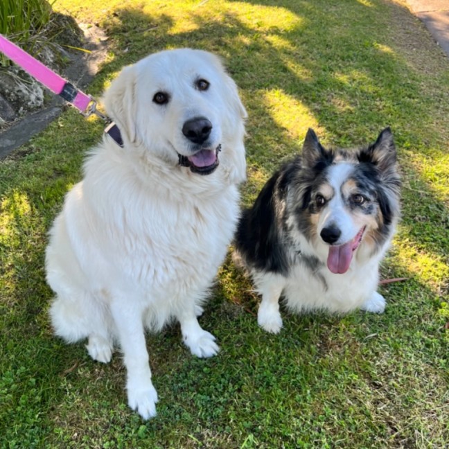 Photo of Luna *9 Lives Project Rescue*