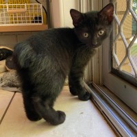 Photo of Posy