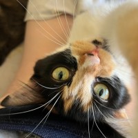 Photo of Frankie 💋 *9 Lives Project Rescue*