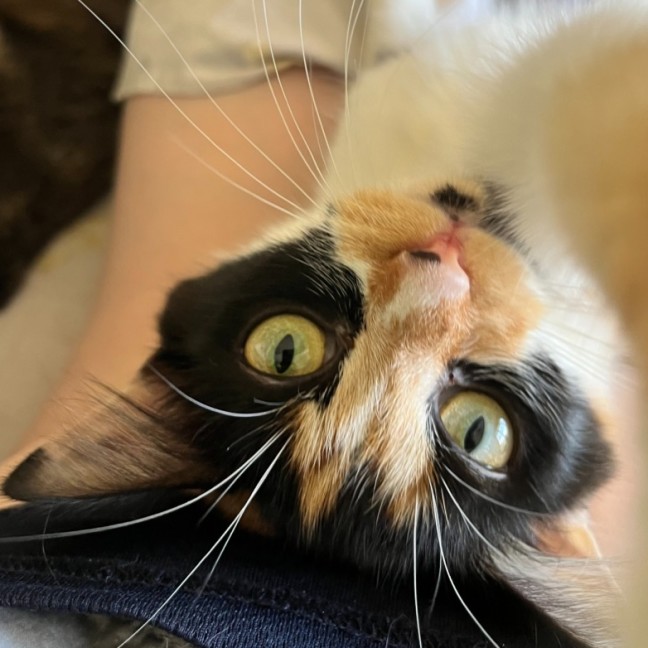 Photo of Frankie 💋 *9 Lives Project Rescue*