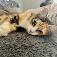 Photo of Polly Pocket