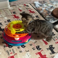 Photo of Guri**2nd Chance Cat Rescue**