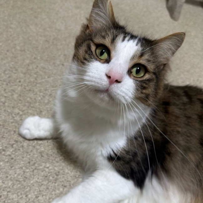 Photo of Oscar