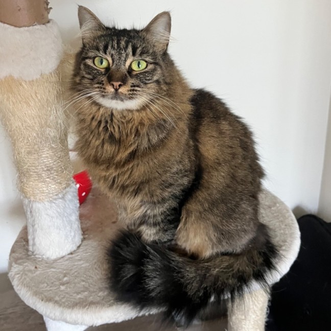 Photo of Foxi Loxi *9 Lives Project Rescue*