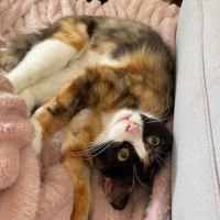 Photo of Marble   Meet Me @ Petstock Prahran