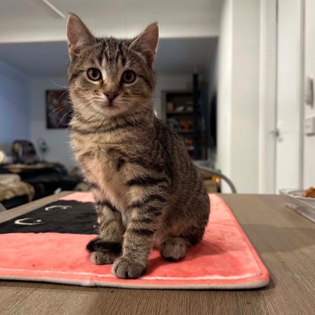 Photo of Odin 