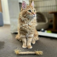 Photo of Officer Beanie Small Cat 🧡