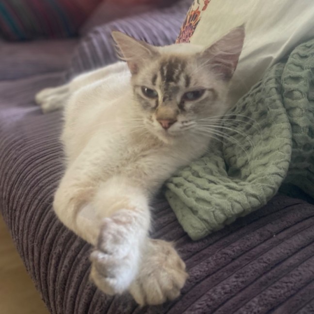 Photo of Hadley 🩷