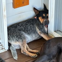 Photo of Roxy