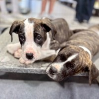 Photo of Chicken Pot Pie