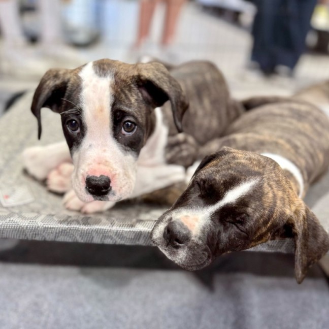 Photo of Chicken Pot Pie