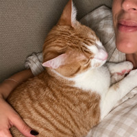 Photo of Maple