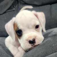 Photo of Gunner 🐶🕶️