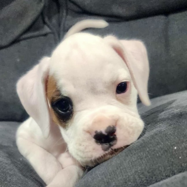 Photo of Gunner 🐶🕶️