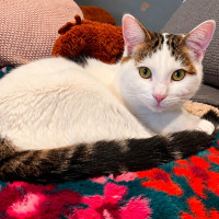 Photo of Crouton