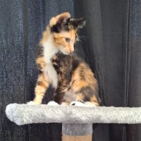 Photo of Skittles