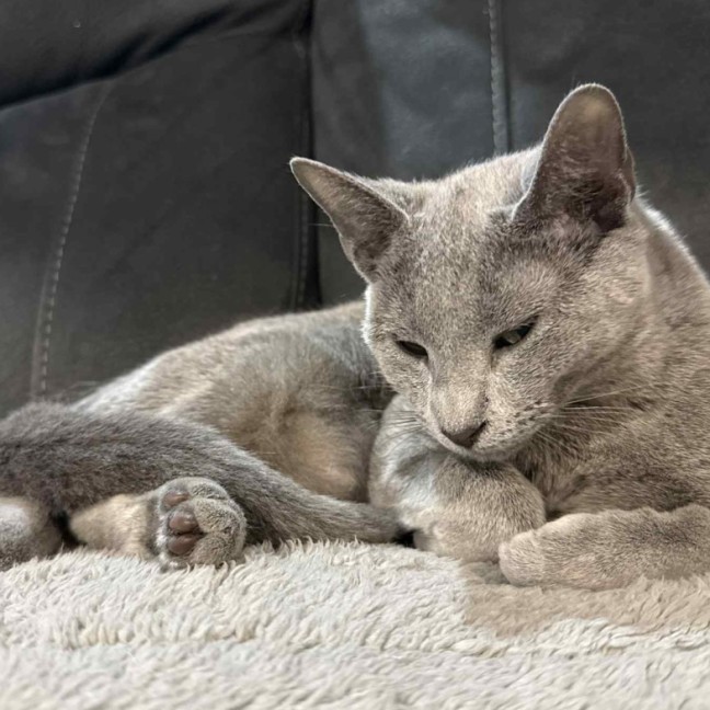 Photo of Skye 🦋🐈🐾