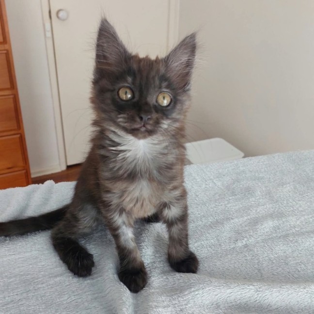 Photo of Plum