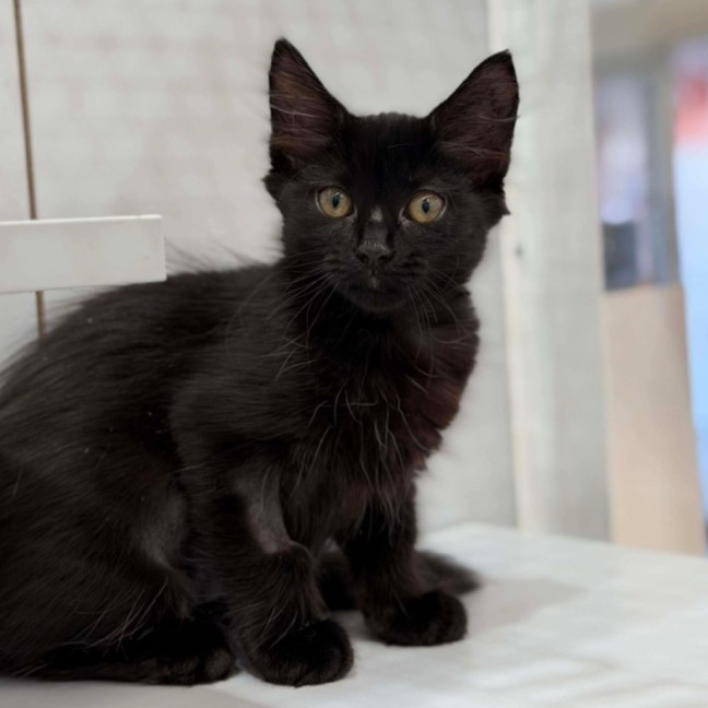 Photo of Salem