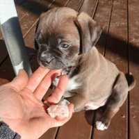 Photo of Rolo