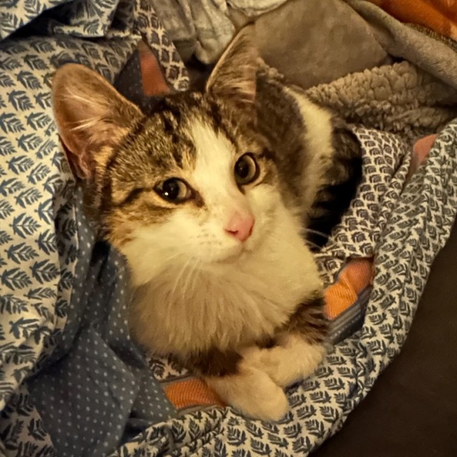 Photo of Gherkin **2nd Chance Cat Rescue**