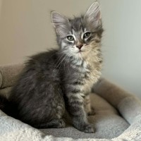 Photo of Missy ** 2nd Chance Cat Rescue **