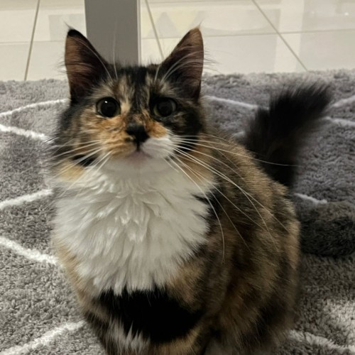 Bridget - Domestic Medium Hair (DMH) Cat