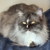 Photo of Mittens 