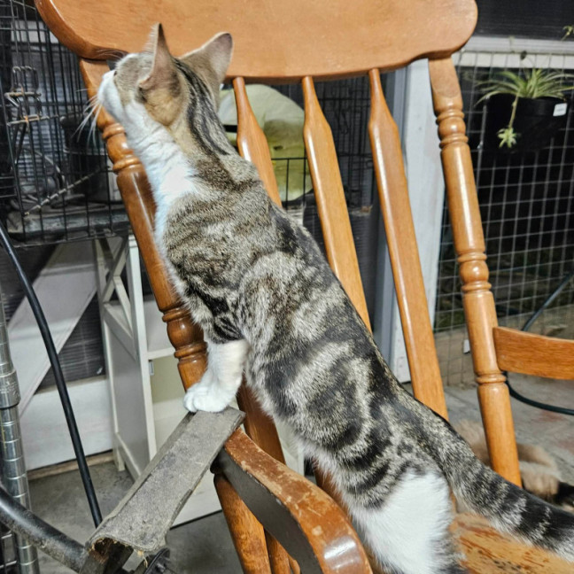 Photo of Judah ** 2nd Chance Cat Rescue **