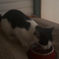 Photo of Missy Moo