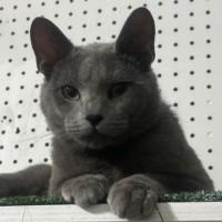 Photo of Sterling 😻🧵🧶