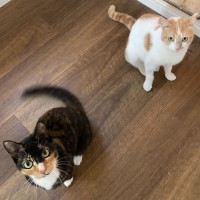 Photo of Lysandra And Aelin