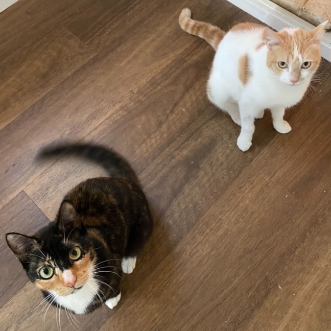 Photo of Lysandra And Aelin