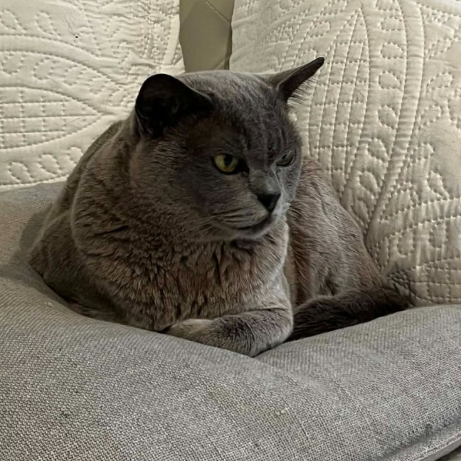 Photo of Ollie