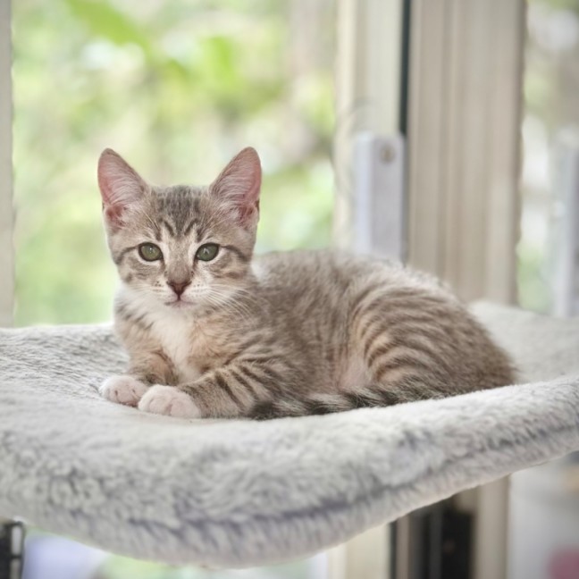 Photo of Black Pearl