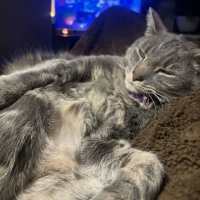 Photo of Claude 👑