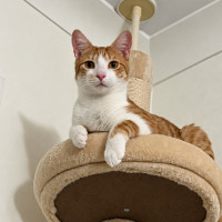 Photo of Maple