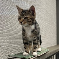 Photo of Sass