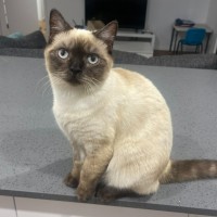 Photo of Pecan