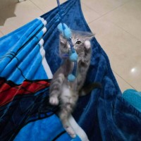 Photo of Miko **2nd Chance Cat Rescue **