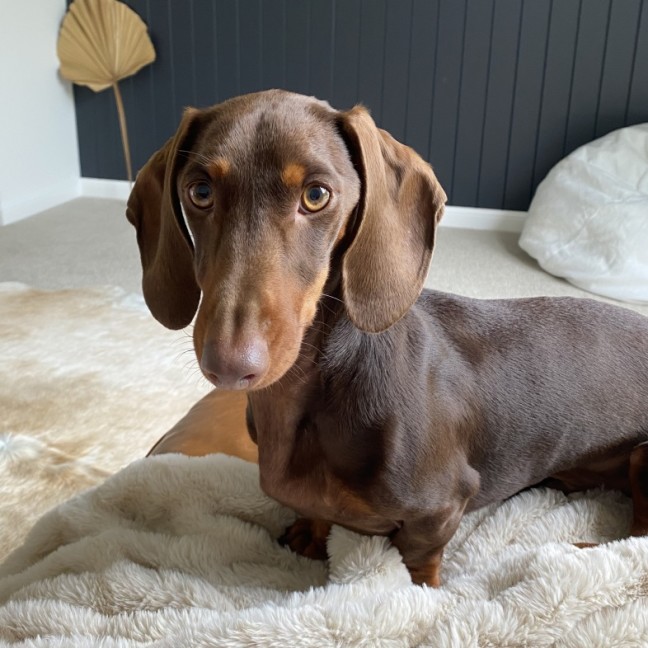 Photo of Henry