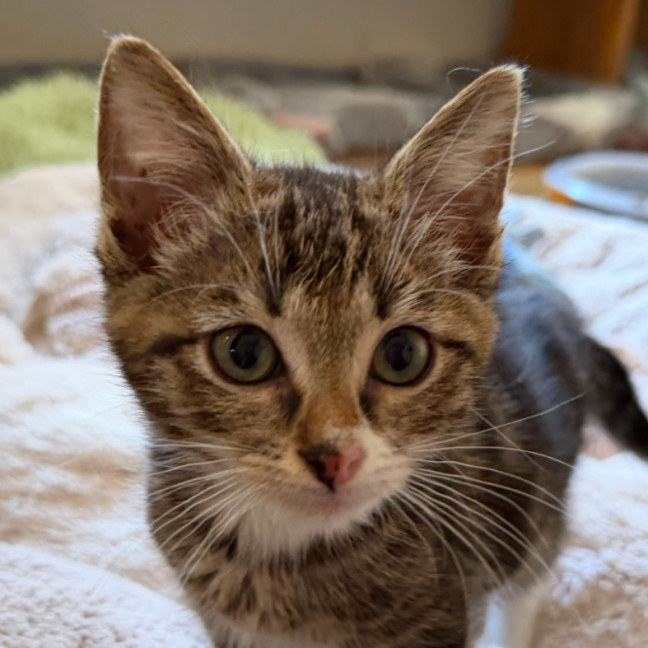 Photo of Hamilton