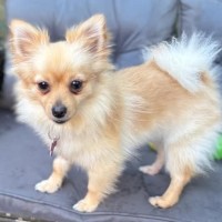 Photo of Juno